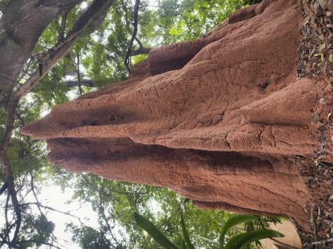 Towering termite mound