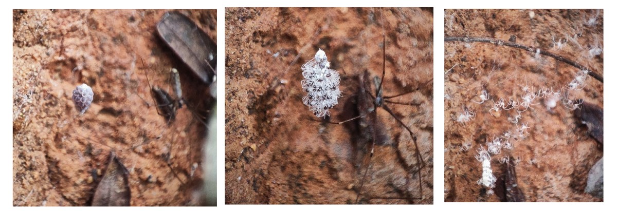 Cellar spiders in folds