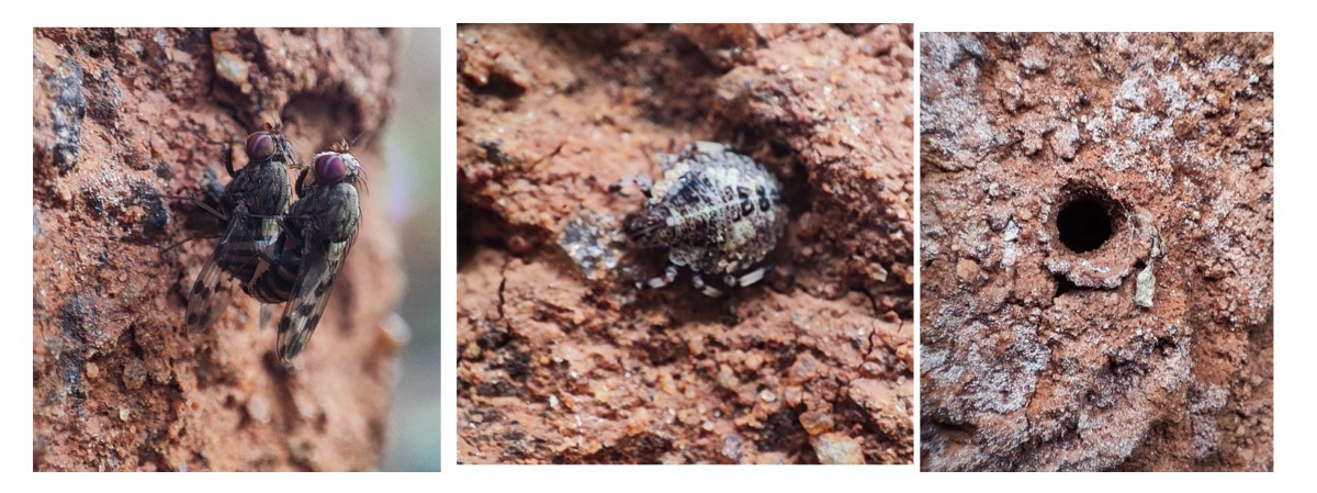 Other living things on crevices