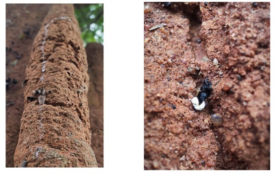 Other living things on crevices