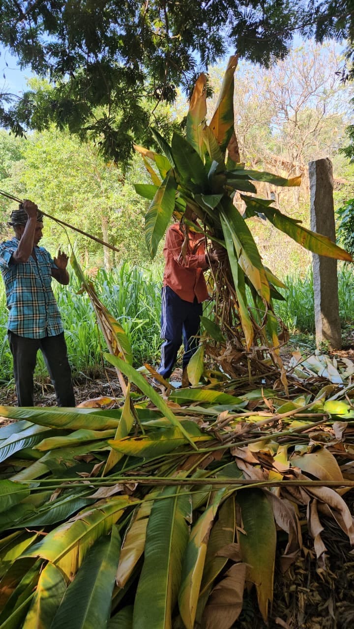 Leaves, Soil, and the Patience We Have Forgotten