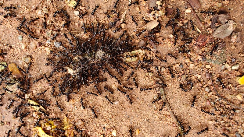 Lessons from an Ant Trail | Bhoomi College